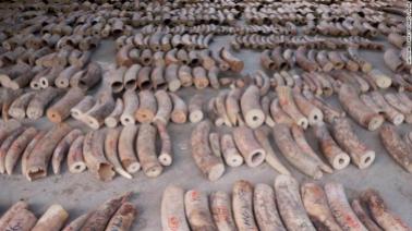 This Monday, July 22, 2019, photo released by National Parks Board shows ivory tusks in Singapore. Singapore has seized nearly 10 tons of elephant ivory and about 12 tons of pangolin scales belonging to around 2,000 of the endangered mammals. (National Parks Board via AP)